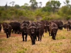 Cape buffalo in South Africa
