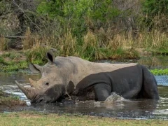 White rhino in South Africa