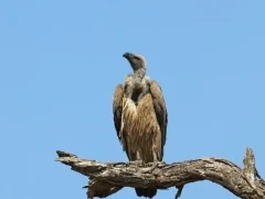 White-backed vulture perched on a branch, in South Africa