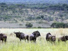 Blue wildebeest in South Africa