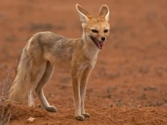 Cape fox