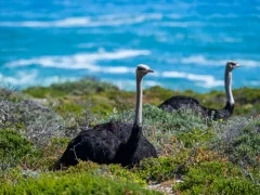 Ostrich in the Cape of Good Hope, South Africa