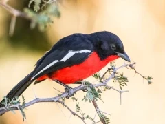 Crimson-breasted shrike.