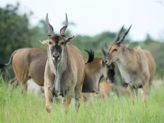 Common eland in South Africa