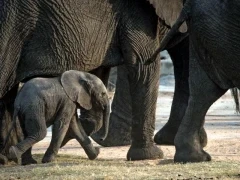 Elephant calf amongst a herd, in South Africa