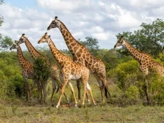 Herd of giraffe in South Africa
