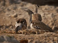 Kori bustard