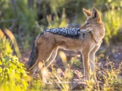 A black-backed jackal in Kruger, South Africa.