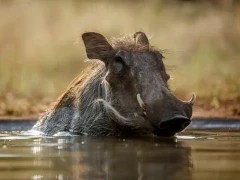 A common warthog bathing in a waterhole, Kruger, South Africa.