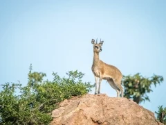 A Klipspringer on a rock in Kruger, South Africa.