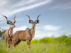 Two kudus in Kruger, South Africa.