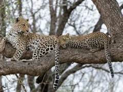 A female leopard with cub, in a tree in Kruger, South Africa.