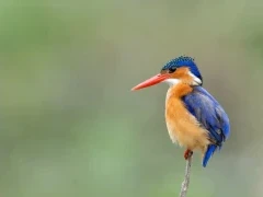 A malachite kingfisher in Kruger, South Africa.