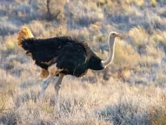 A South African ostrich in Kruger National Park.