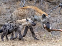 A spotted hyena with cub in Kruger, South Africa.