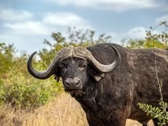 A buffalo in Kruger, South Africa.