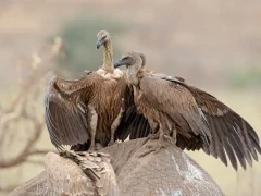White-backed vultures in Kruger, South Africa.