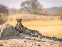 A cheetah near a termite mound, in Kruger, South Africa.
