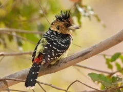 A crested barbet in Kruger, South Africa.