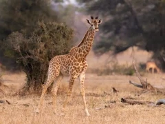 A young giraffe in Kruger, South Africa.