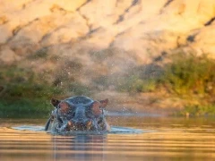 A hippo in the water, in Kruger, South Africa.