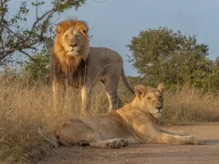 Two lions in Kruger, South Africa.
