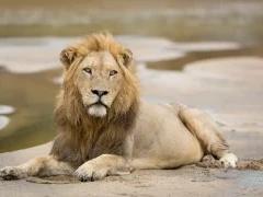 A resting male lion in Kruger, South Africa.