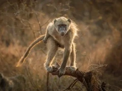 A baboon in Kruger, South Africa.
