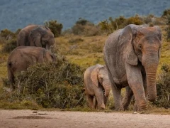 An African elephant with calf, in Kruger, South Africa.