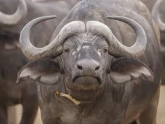African buffalo in Kruger National Park, South Africa