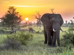 African elephant in Kruger National Park, South Africa