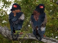 Bateleur eagle in Kruger National Park, South Africa