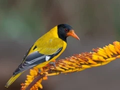Black-headed oriole in Kruger National Park, South Africa