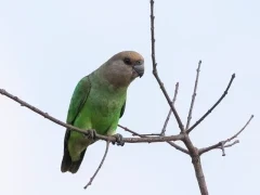 Brown-headed parrot in Kruger National Park, South Africa