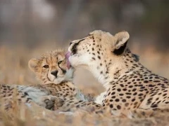 Cheetah in Kruger National Park, South Africa
