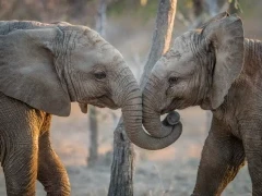 African elephant in Kruger National Park, South Africa