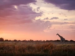 Giraffe in Kruger National Park, South Africa