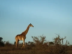 Giraffe in Kruger National Park, South Africa.