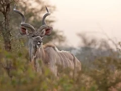 Greater kudu in Kruger National Park, South Africa