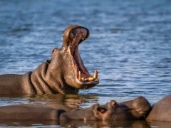 Hippo in Kruger National Park, South Africa
