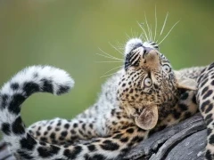 Leopard in Kruger National Park, South Africa