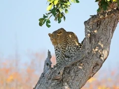 Leopard in Kruger National Park, South Africa