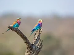 Lilac-breasted roller in Kruger National Park, South Africa