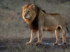 Lion in Kruger National Park, South Africa.