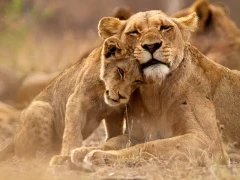 Lion & cub in Kruger National Park, South Africa