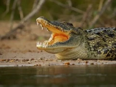 Nile crocodile in Kruger National Park, South Africa