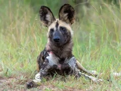 Wild dog in Kruger National Park, South Africa