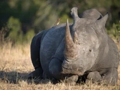 A resting rhino in Kruger, South Africa.