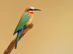 A white-fronted bee-eater in Kruger, South Africa.
