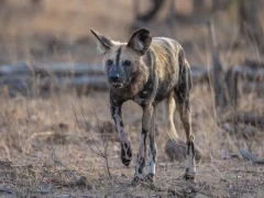 African wild dog in Kruger, South Africa.